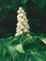 WHITE CHESTNUT (Ippocastano Bianco)
